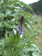 Lupine almost in full bloom